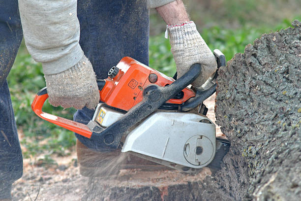 Best Seasonal Cleanup (Spring/Fall)  in Citrus Springs, FL